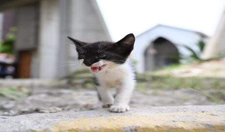 Piden apoyo ciudadano para atender a perros y gatos rescatados tras los sismos