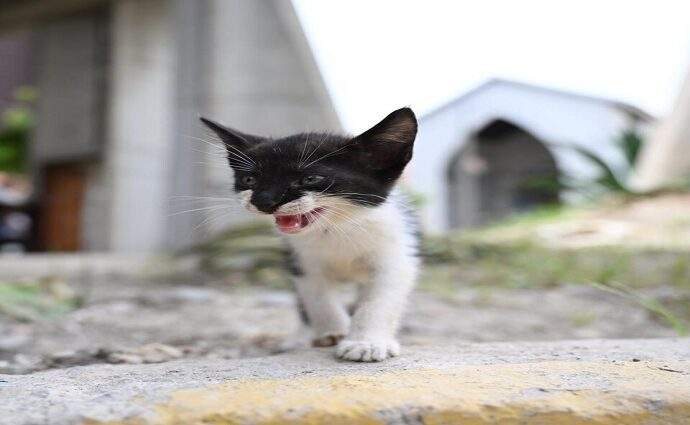 Piden apoyo ciudadano para atender a perros y gatos rescatados tras los sismos