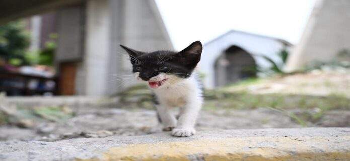 Piden apoyo ciudadano para atender a perros y gatos rescatados tras los sismos