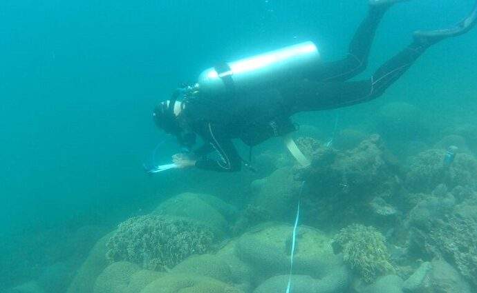 Combaten la propagación del coral invasor en Venezuela
