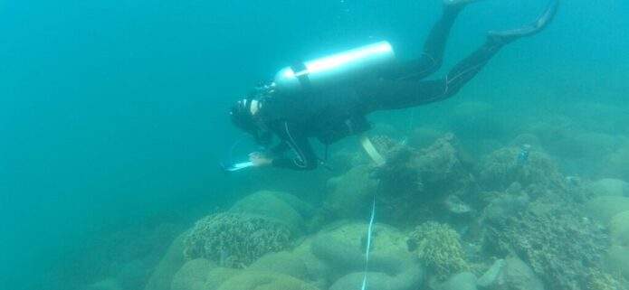 Combaten la propagación del coral invasor en Venezuela