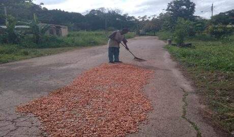 Entregadas más de 7.500 plántulas de cacao para reimpulsar la producción agrícola