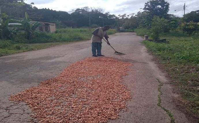 Entregadas más de 7.500 plántulas de cacao para reimpulsar la producción agrícola