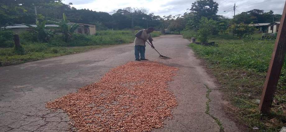 Entregadas más de 7.500 plántulas de cacao para reimpulsar la producción agrícola