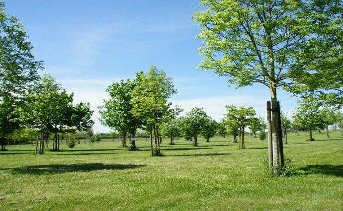 Proyecto "Bosque de Vida" el primer cementerio ecológico de Venezuela