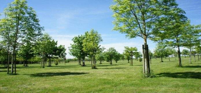 Proyecto "Bosque de Vida" el primer cementerio ecológico de Venezuela