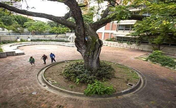 Unen esfuerzos para salvar el histórico Samán de Bello
