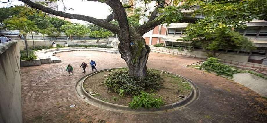 Unen esfuerzos para salvar el histórico Samán de Bello