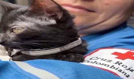 Guaira, la gata rescatada entre los escombros que ahora acompaña a la Cruz Roja