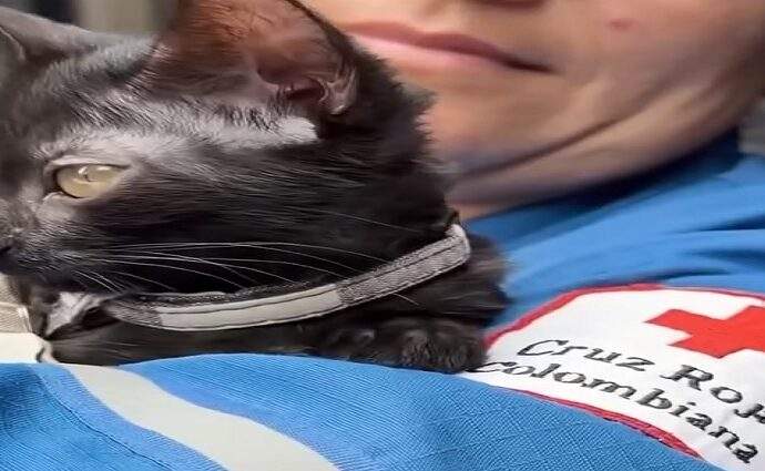 Guaira, la gata rescatada entre los escombros que ahora acompaña a la Cruz Roja