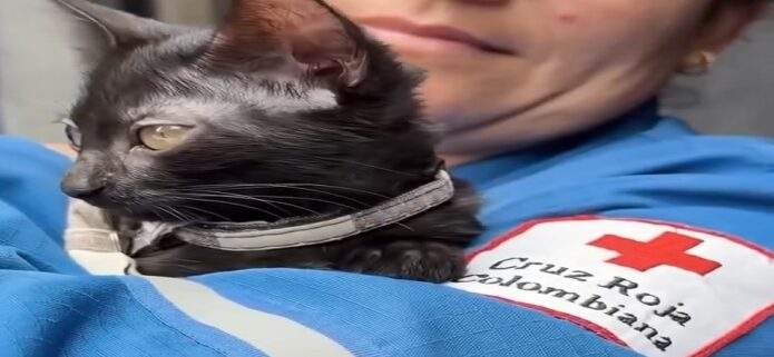 Guaira, la gata rescatada entre los escombros que ahora acompaña a la Cruz Roja