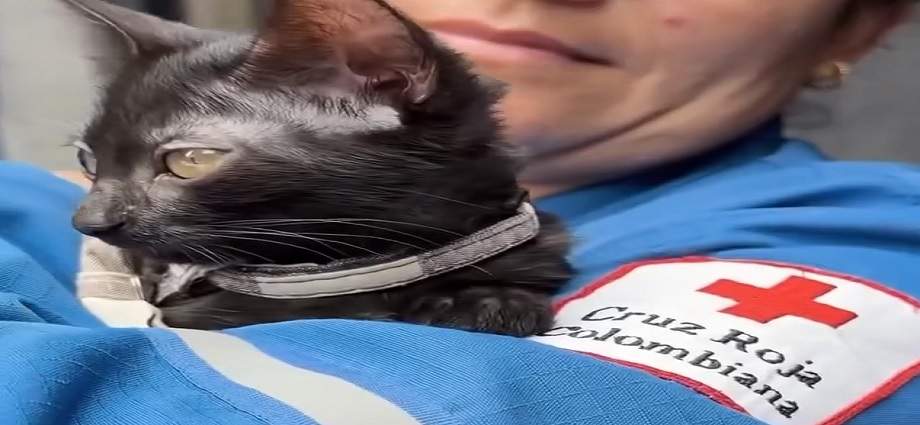 Guaira, la gata rescatada entre los escombros que ahora acompaña a la Cruz Roja