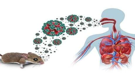 Guía rápida contra el hantavirus: cómo prevenirlo