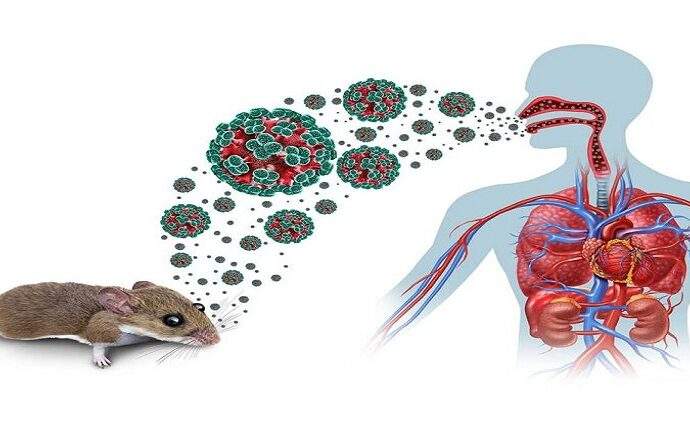 Guía rápida contra el hantavirus: cómo prevenirlo