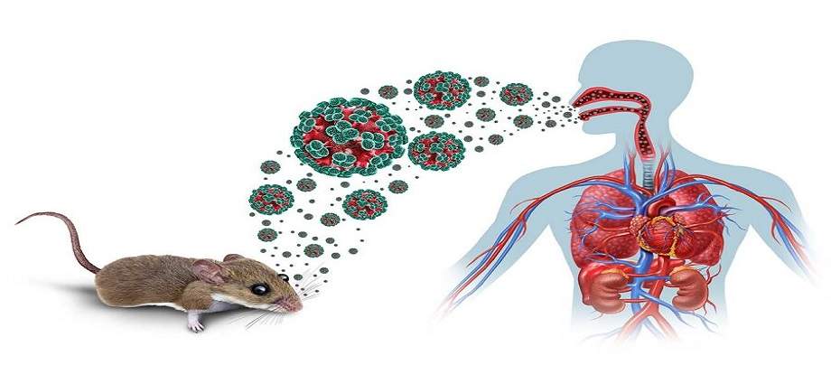 Guía rápida contra el hantavirus: cómo prevenirlo