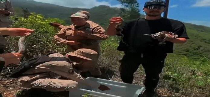 Liberan a más de 40 serpientes en el Ávila