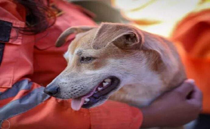 Más de 600 mascotas rescatadas tras sismo en Venezuela