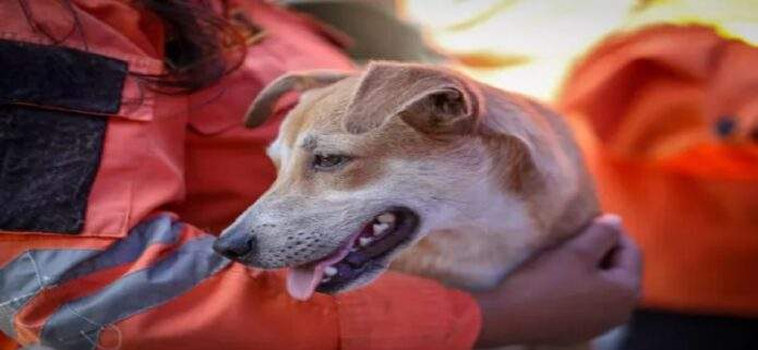 Más de 600 mascotas rescatadas tras sismo en Venezuela