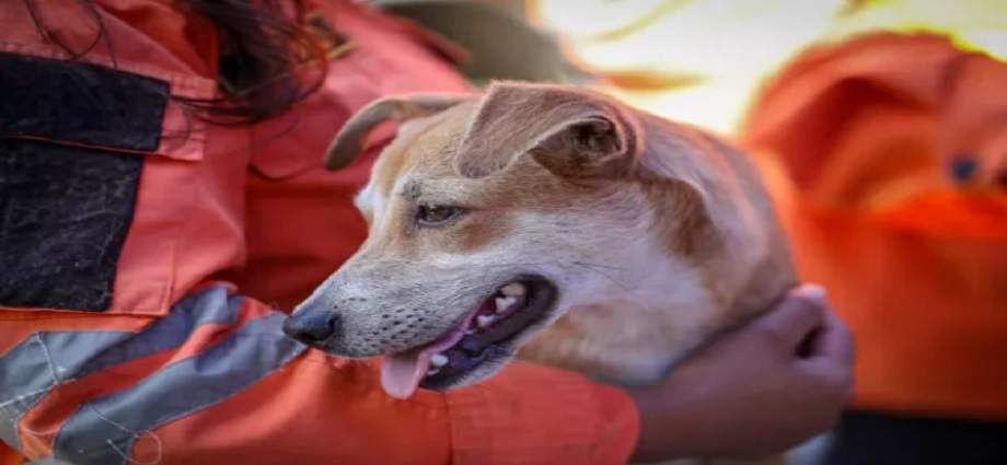 Más de 600 mascotas rescatadas tras sismo en Venezuela