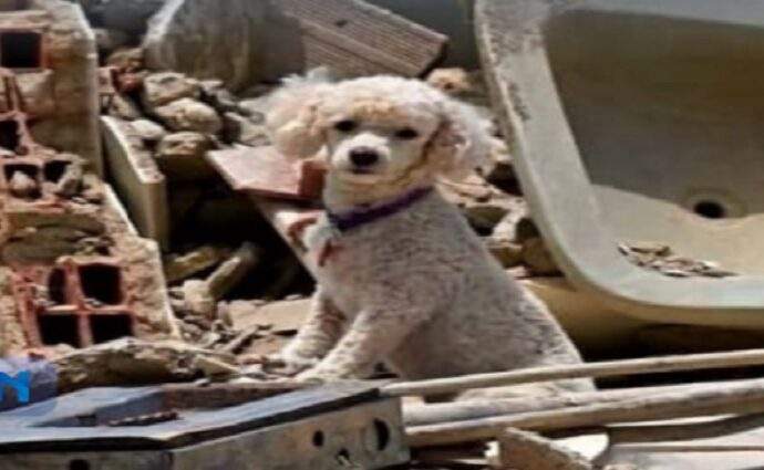 Misión Nevado insta a crear afiches digitales para reencontrar a mascotas rescatadas tras el sismo