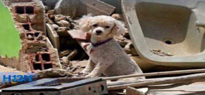 Misión Nevado insta a crear afiches digitales para reencontrar a mascotas rescatadas tras el sismo