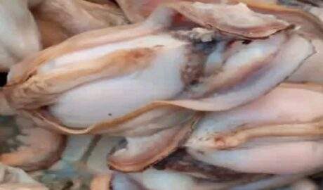 Reapertura de la pesca de pepitona tras finalizar el período de veda