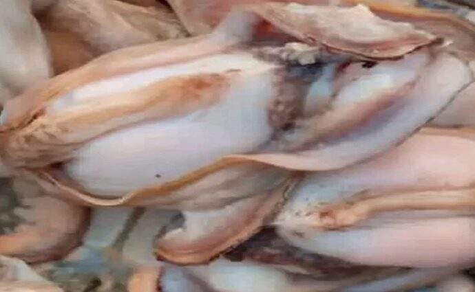 Reapertura de la pesca de pepitona tras finalizar el período de veda