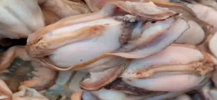 Reapertura de la pesca de pepitona tras finalizar el período de veda
