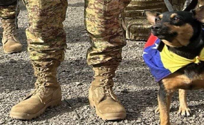 Perrita rescatada en Venezuela será rescatista salvadoreña