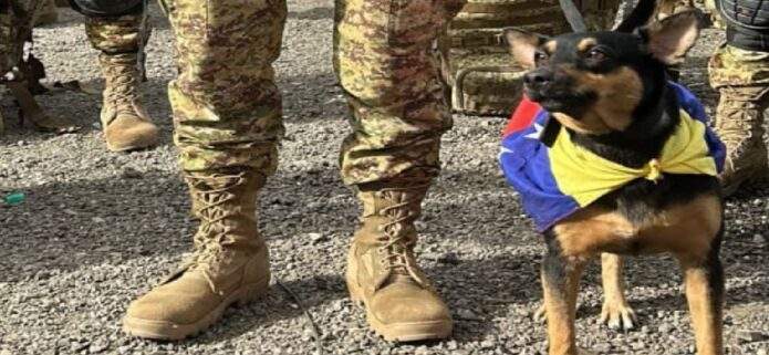 Perrita rescatada en Venezuela será rescatista salvadoreña