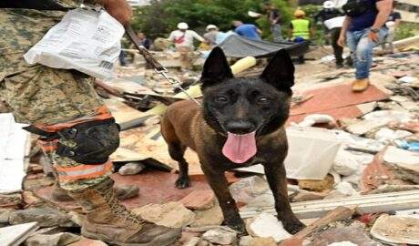 Protección Civil Falcón estrena brigada canina K9