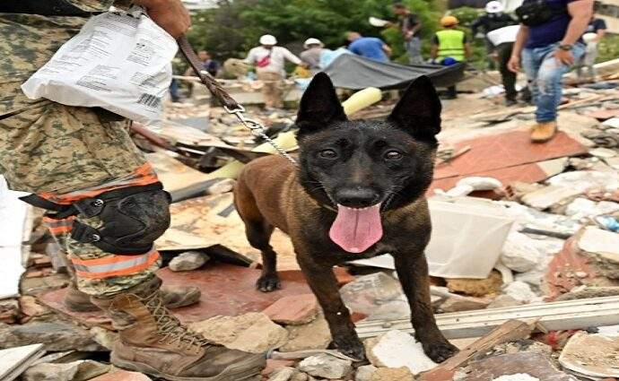 Protección Civil Falcón estrena brigada canina K9