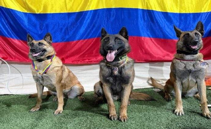 Premian a perros colombianos por salvar vidas en Venezuela