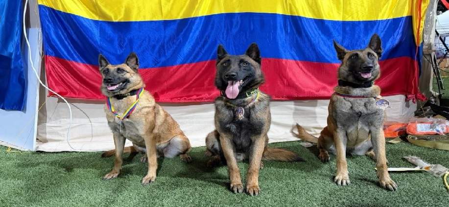 Premian a perros colombianos por salvar vidas en Venezuela
