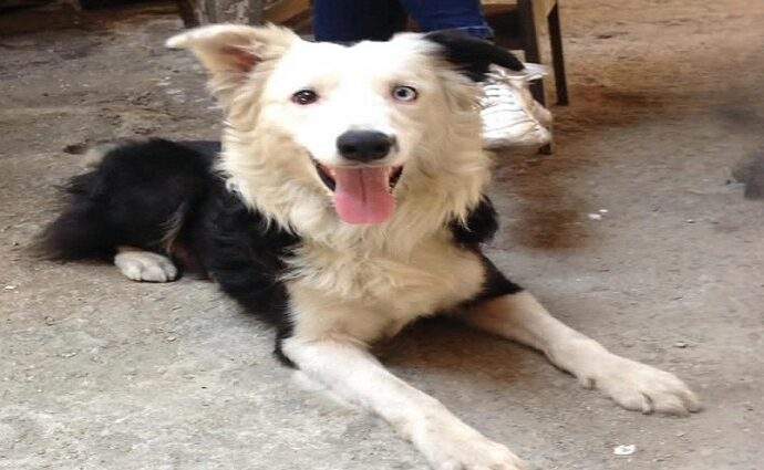 El valor de los perros de rescate tras los sismos en Venezuela