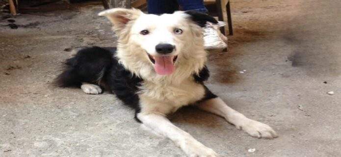 El valor de los perros de rescate tras los sismos en Venezuela