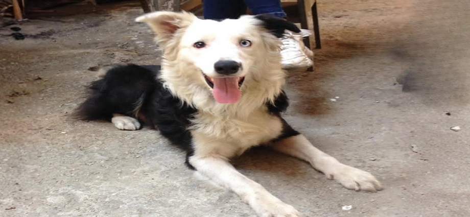 El valor de los perros de rescate tras los sismos en Venezuela
