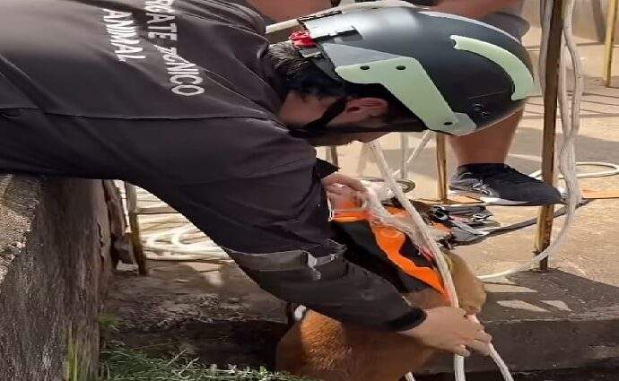 Veterinario chileno salva mascotas en La Guaira