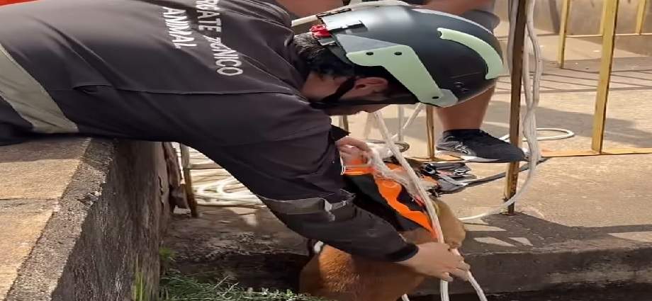 Veterinario chileno salva mascotas en La Guaira