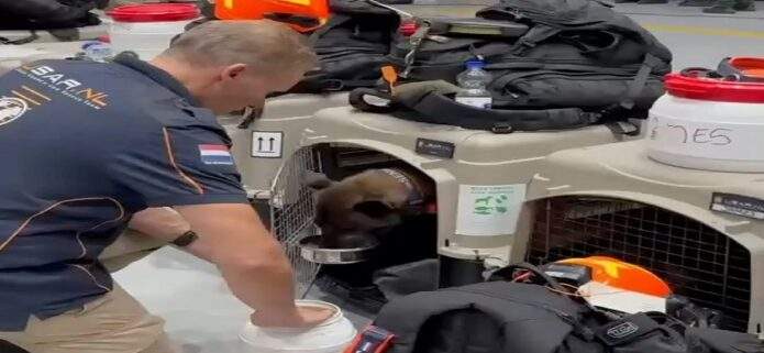 El equipo de búsqueda y rescate de Países Bajos concluye sus operaciones en Venezuela