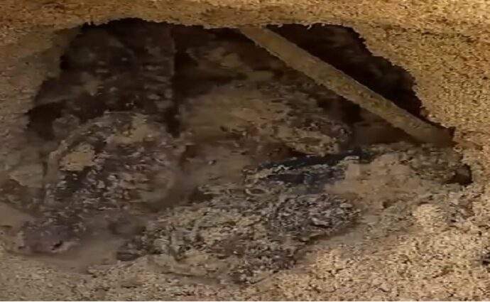 Nacen nuevos ejemplares de tortuga marina en playa El Agua