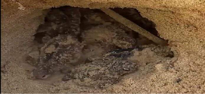 Nacen nuevos ejemplares de tortuga marina en playa El Agua