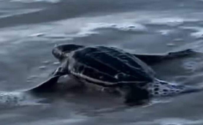 Nacen 36 tortuguillos en Playa Parguito