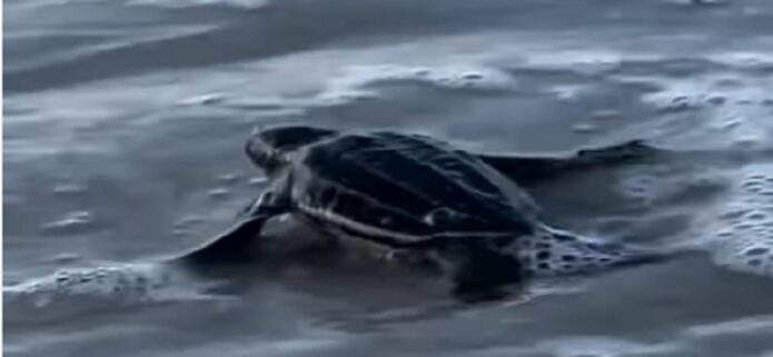 Nacen 36 tortuguillos en Playa Parguito