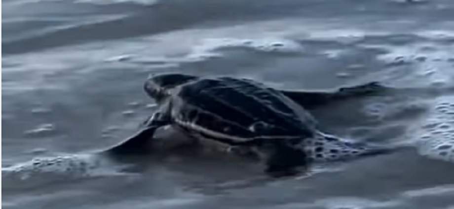 Nacen 36 tortuguillos en Playa Parguito