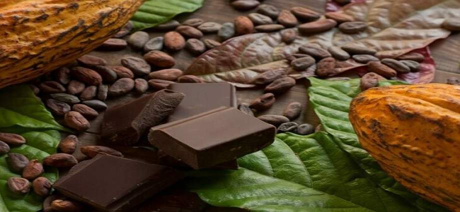 Fundación Nuestra Tierra reprograma la cata masiva de chocolate para 2027
