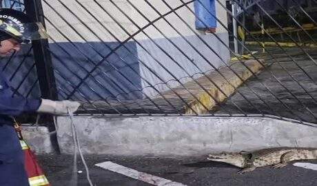 Aumenta la presencia de fauna silvestre en zonas urbanas tras sismos del 24j