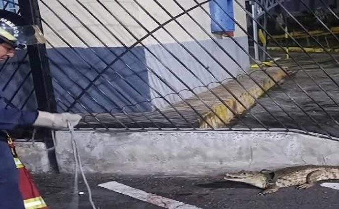 Aumenta la presencia de fauna silvestre en zonas urbanas tras sismos del 24j