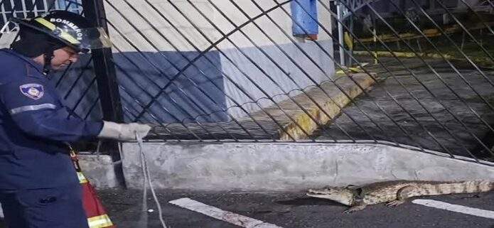 Aumenta la presencia de fauna silvestre en zonas urbanas tras sismos del 24j