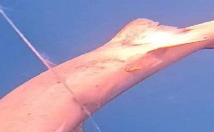 Descubren nueva especie marina en costas de La Guaira